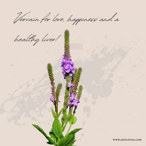 Vervain for love happiness and healthy liver