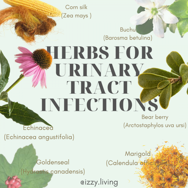 herbs for utis